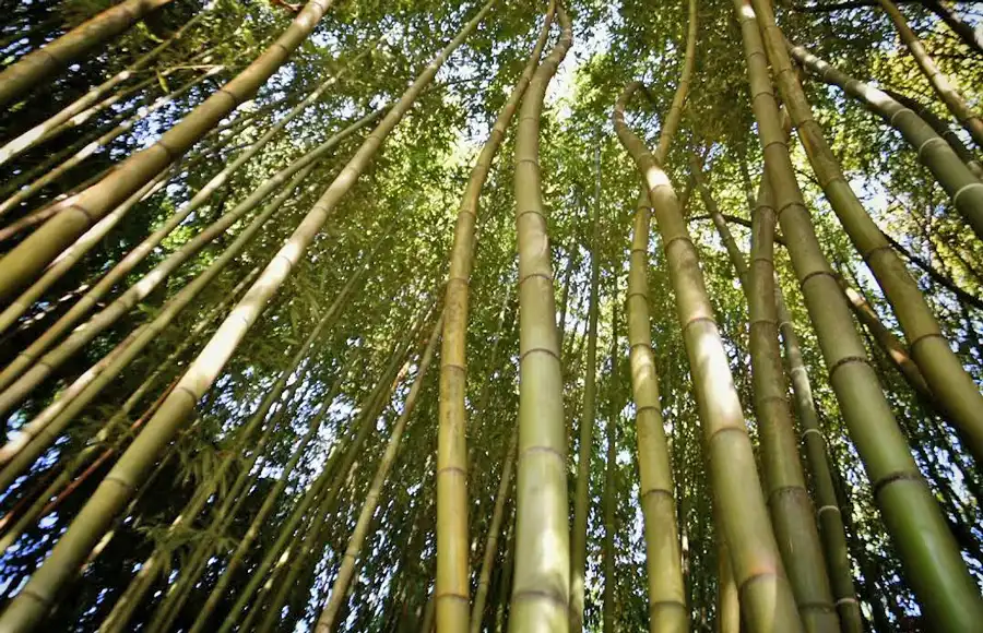 Jardín-Botánico-de-Roma